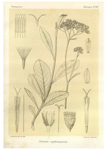 Reproducción/Reproduction 49786442972: Histoire physique, naturelle, et politique de Madagascar. Paris :Impr. nationale,1885-. 
