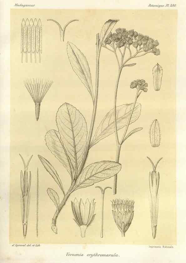 Reproducción/Reproduction 49786442972: Histoire physique, naturelle, et politique de Madagascar. Paris :Impr. nationale,1885-. 