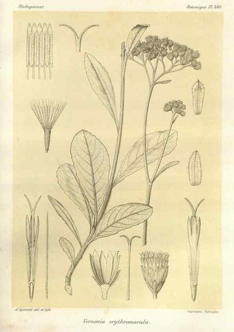 Reproducción/Reproduction 49786442972: Histoire physique, naturelle, et politique de Madagascar. Paris :Impr. nationale,1885-. 