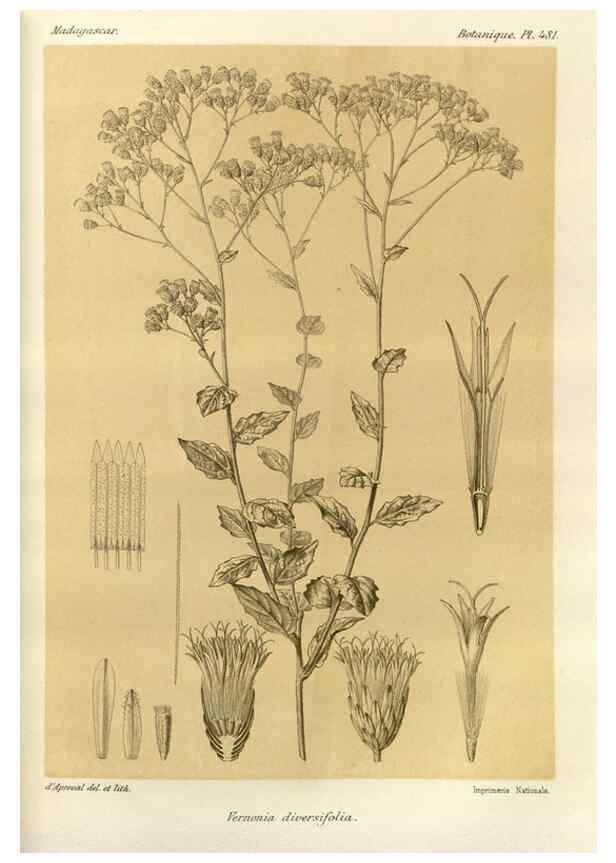 Reproducción/Reproduction 49786443202: Histoire physique, naturelle, et politique de Madagascar. Paris :Impr. nationale,1885-. 