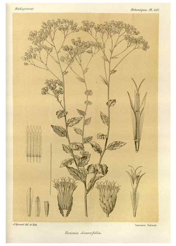Reproducción/Reproduction 49786443202: Histoire physique, naturelle, et politique de Madagascar. Paris :Impr. nationale,1885-. 