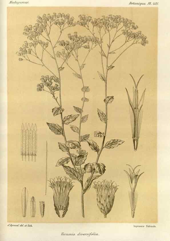 Reproducción/Reproduction 49786443202: Histoire physique, naturelle, et politique de Madagascar. Paris :Impr. nationale,1885-. 