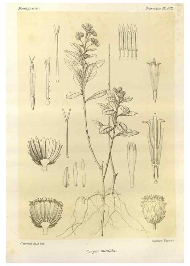 Reproducción/Reproduction 49786124536: Histoire physique, naturelle, et politique de Madagascar. Paris :Impr. nationale,1885-. 