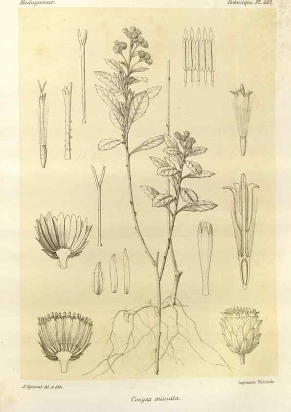 Reproducción/Reproduction 49786124536: Histoire physique, naturelle, et politique de Madagascar. Paris :Impr. nationale,1885-. 