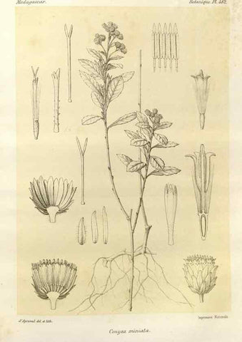 Reproducción/Reproduction 49786124536: Histoire physique, naturelle, et politique de Madagascar. Paris :Impr. nationale,1885-. 