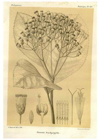 Reproducción/Reproduction 49785581098: Histoire physique, naturelle, et politique de Madagascar. Paris :Impr. nationale,1885-. 