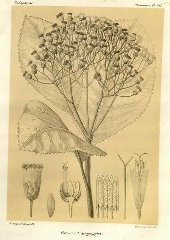 Reproducción/Reproduction 49785581098: Histoire physique, naturelle, et politique de Madagascar. Paris :Impr. nationale,1885-. 