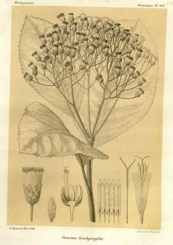 Reproducción/Reproduction 49785581098: Histoire physique, naturelle, et politique de Madagascar. Paris :Impr. nationale,1885-. 