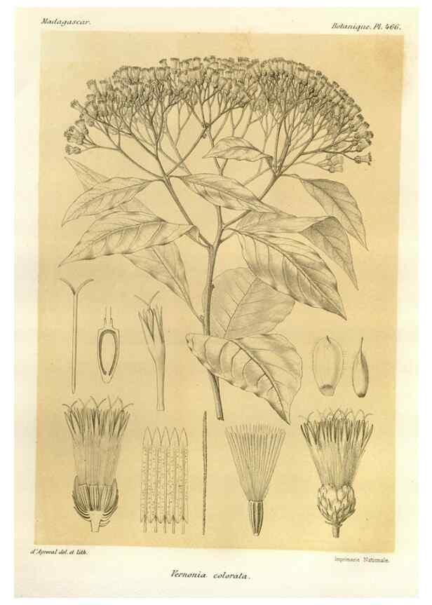 Reproducción/Reproduction 49785580798: Histoire physique, naturelle, et politique de Madagascar. Paris :Impr. nationale,1885-. 