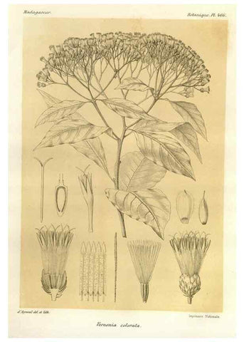 Reproducción/Reproduction 49785580798: Histoire physique, naturelle, et politique de Madagascar. Paris :Impr. nationale,1885-. 