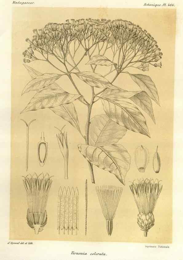 Reproducción/Reproduction 49785580798: Histoire physique, naturelle, et politique de Madagascar. Paris :Impr. nationale,1885-. 