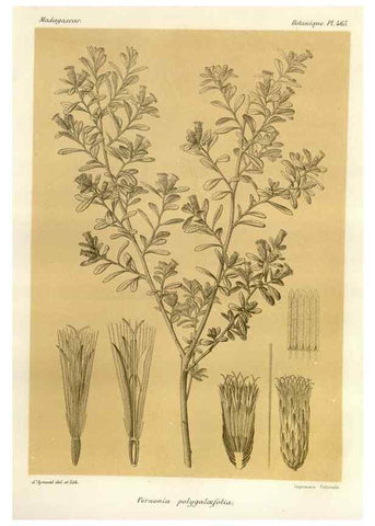 Reproducción/Reproduction 49786439057: Histoire physique, naturelle, et politique de Madagascar. Paris :Impr. nationale,1885-. 