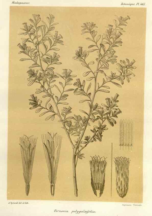 Reproducción/Reproduction 49786439057: Histoire physique, naturelle, et politique de Madagascar. Paris :Impr. nationale,1885-. 