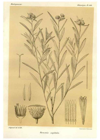 Reproducción/Reproduction 49786438692: Histoire physique, naturelle, et politique de Madagascar. Paris :Impr. nationale,1885-. 