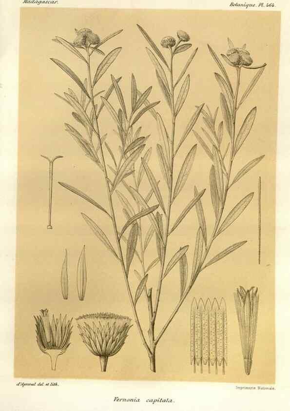 Reproducción/Reproduction 49786438692: Histoire physique, naturelle, et politique de Madagascar. Paris :Impr. nationale,1885-. 