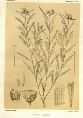 Reproducción/Reproduction 49786438692: Histoire physique, naturelle, et politique de Madagascar. Paris :Impr. nationale,1885-. 