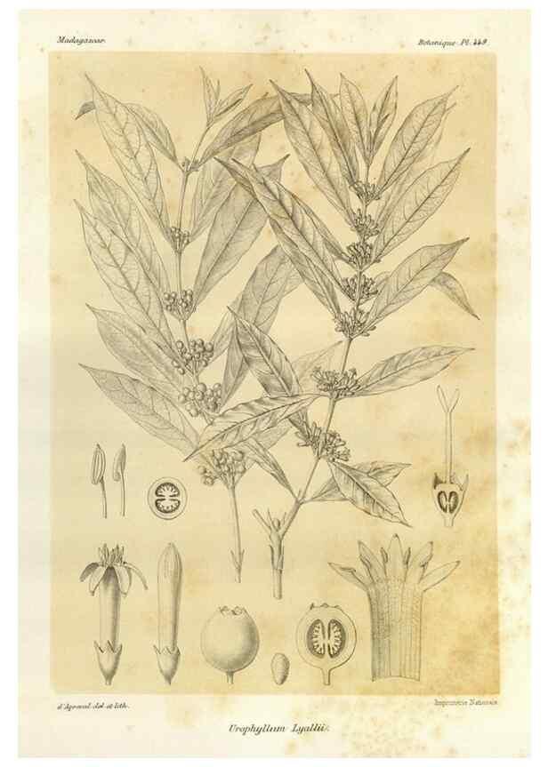 Reproducción/Reproduction 49785576153: Histoire physique, naturelle, et politique de Madagascar. Paris :Impr. nationale,1885-. 