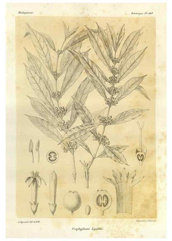 Reproducción/Reproduction 49785576153: Histoire physique, naturelle, et politique de Madagascar. Paris :Impr. nationale,1885-. 