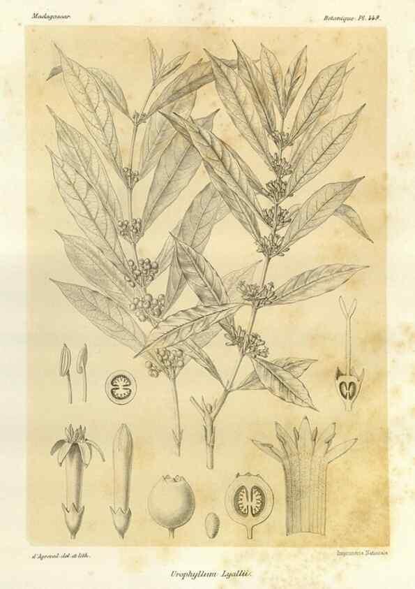 Reproducción/Reproduction 49785576153: Histoire physique, naturelle, et politique de Madagascar. Paris :Impr. nationale,1885-. 