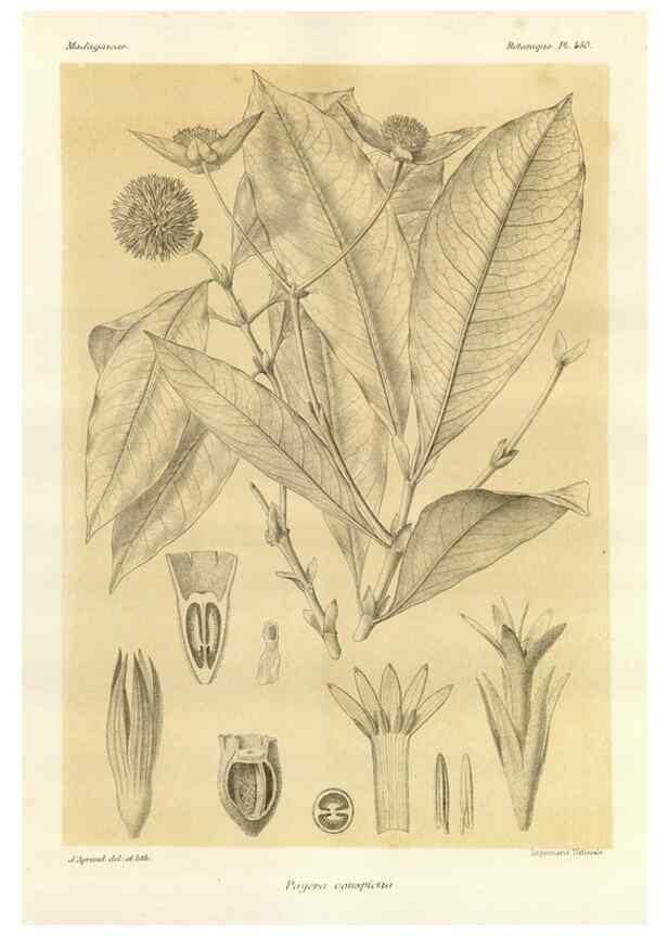 Reproducción/Reproduction 49785576408: Histoire physique, naturelle, et politique de Madagascar. Paris :Impr. nationale,1885-. 