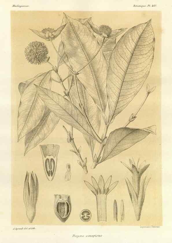 Reproducción/Reproduction 49785576408: Histoire physique, naturelle, et politique de Madagascar. Paris :Impr. nationale,1885-. 