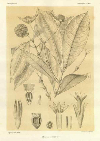 Reproducción/Reproduction 49785576408: Histoire physique, naturelle, et politique de Madagascar. Paris :Impr. nationale,1885-. 