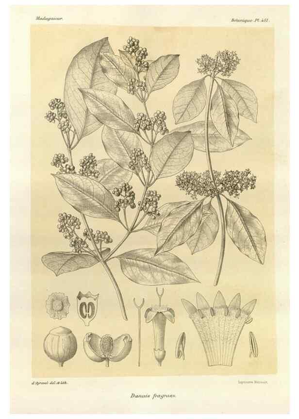 Reproducción/Reproduction 49786435322: Histoire physique, naturelle, et politique de Madagascar. Paris :Impr. nationale,1885-. 