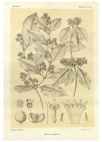 Reproducción/Reproduction 49786435322: Histoire physique, naturelle, et politique de Madagascar. Paris :Impr. nationale,1885-. 