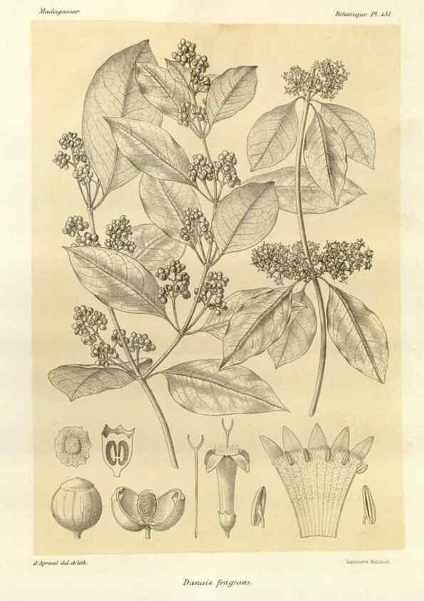 Reproducción/Reproduction 49786435322: Histoire physique, naturelle, et politique de Madagascar. Paris :Impr. nationale,1885-. 