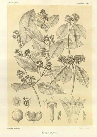 Reproducción/Reproduction 49786435322: Histoire physique, naturelle, et politique de Madagascar. Paris :Impr. nationale,1885-. 