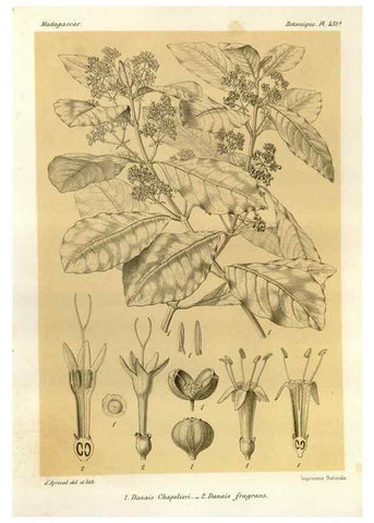 Reproducción/Reproduction 49786435572: Histoire physique, naturelle, et politique de Madagascar. Paris :Impr. nationale,1885-. 