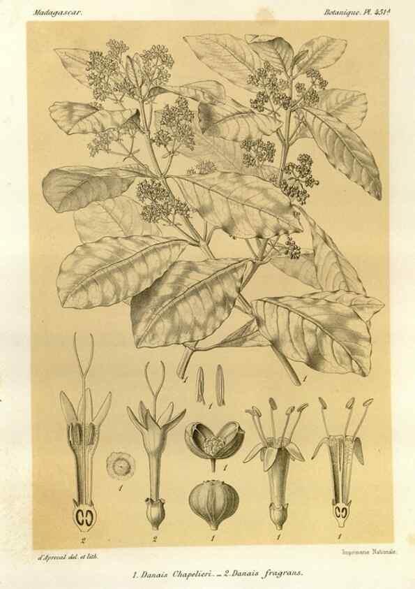 Reproducción/Reproduction 49786435572: Histoire physique, naturelle, et politique de Madagascar. Paris :Impr. nationale,1885-. 