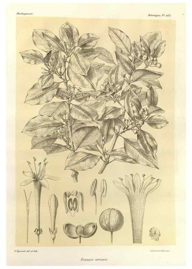 Reproducción/Reproduction 49786116521: Histoire physique, naturelle, et politique de Madagascar. Paris :Impr. nationale,1885-. 