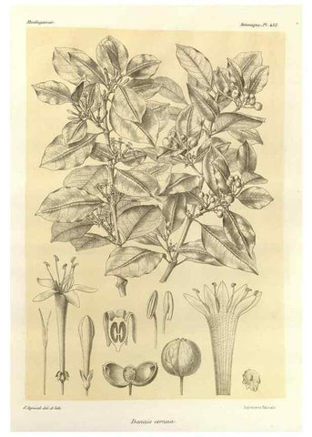 Reproducción/Reproduction 49786116521: Histoire physique, naturelle, et politique de Madagascar. Paris :Impr. nationale,1885-. 