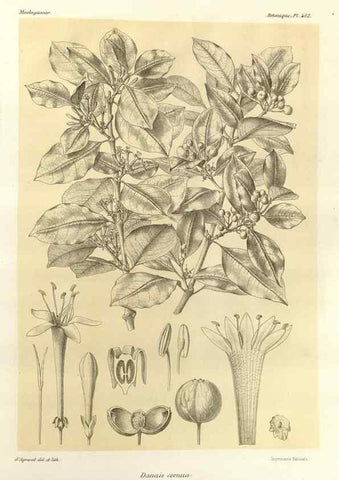 Reproducción/Reproduction 49786116521: Histoire physique, naturelle, et politique de Madagascar. Paris :Impr. nationale,1885-. 