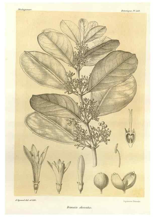 Reproducción/Reproduction 49785577313: Histoire physique, naturelle, et politique de Madagascar. Paris :Impr. nationale,1885-. 