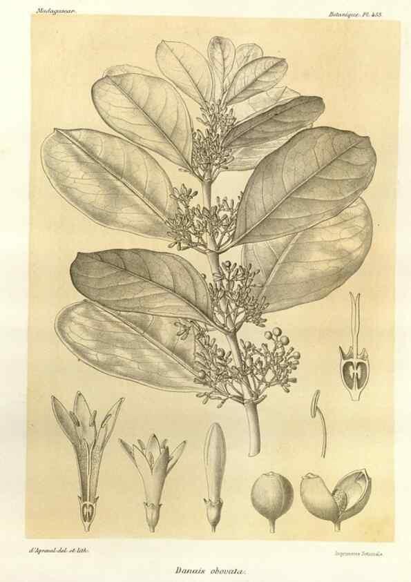Reproducción/Reproduction 49785577313: Histoire physique, naturelle, et politique de Madagascar. Paris :Impr. nationale,1885-. 