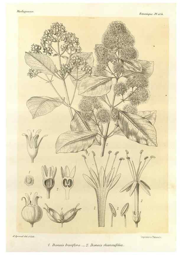 Reproducción/Reproduction 49786116981: Histoire physique, naturelle, et politique de Madagascar. Paris :Impr. nationale,1885-. 