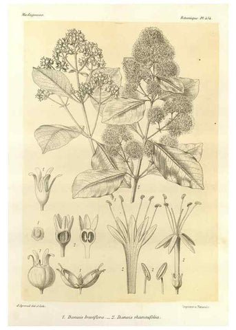 Reproducción/Reproduction 49786116981: Histoire physique, naturelle, et politique de Madagascar. Paris :Impr. nationale,1885-. 