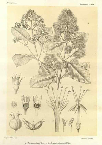 Reproducción/Reproduction 49786116981: Histoire physique, naturelle, et politique de Madagascar. Paris :Impr. nationale,1885-. 