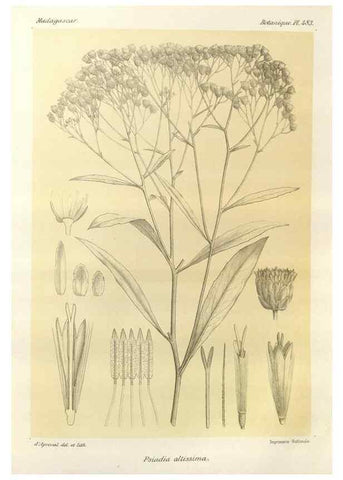 Reproducción/Reproduction 49786124711: Histoire physique, naturelle, et politique de Madagascar. Paris :Impr. nationale,1885-. 