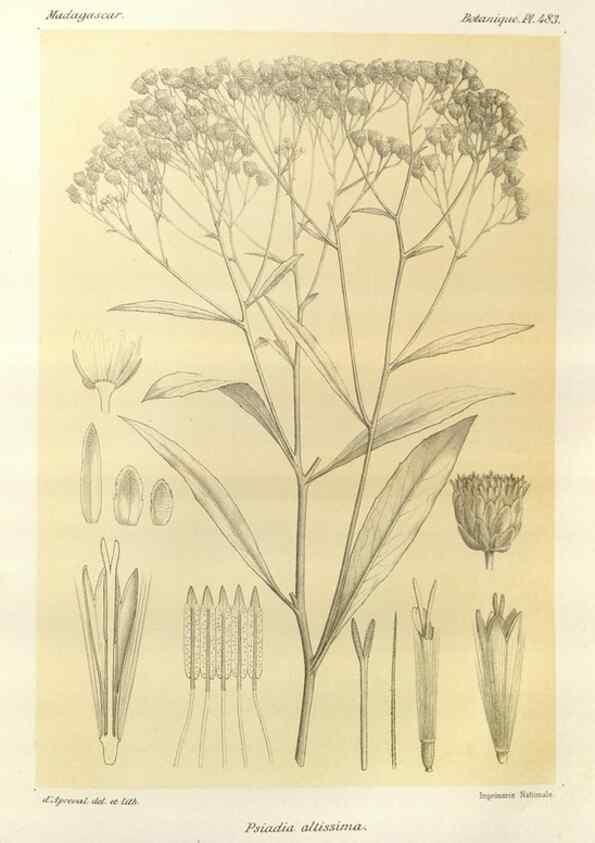Reproducción/Reproduction 49786124711: Histoire physique, naturelle, et politique de Madagascar. Paris :Impr. nationale,1885-. 