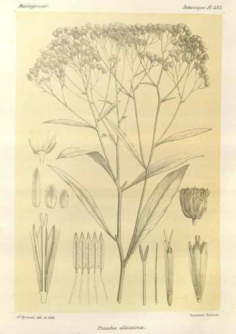 Reproducción/Reproduction 49786124711: Histoire physique, naturelle, et politique de Madagascar. Paris :Impr. nationale,1885-. 