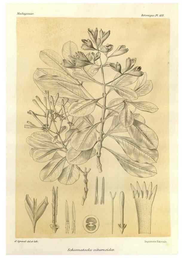 Reproducción/Reproduction 49786117291: Histoire physique, naturelle, et politique de Madagascar. Paris :Impr. nationale,1885-. 