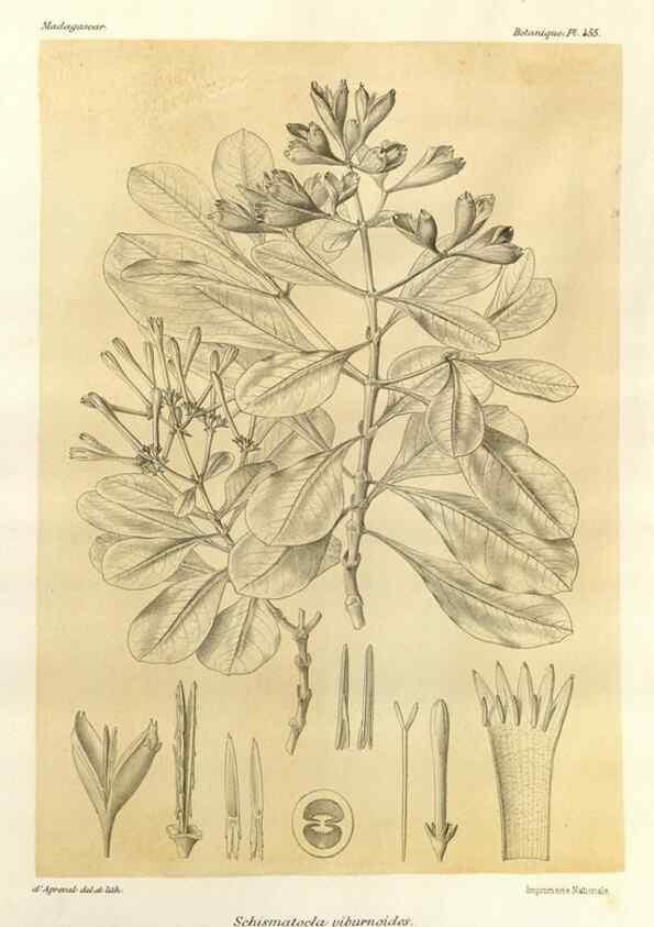 Reproducción/Reproduction 49786117291: Histoire physique, naturelle, et politique de Madagascar. Paris :Impr. nationale,1885-. 