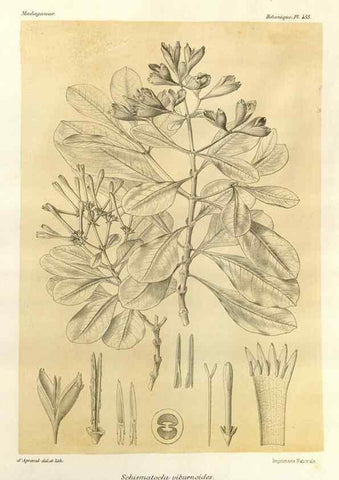 Reproducción/Reproduction 49786117291: Histoire physique, naturelle, et politique de Madagascar. Paris :Impr. nationale,1885-. 