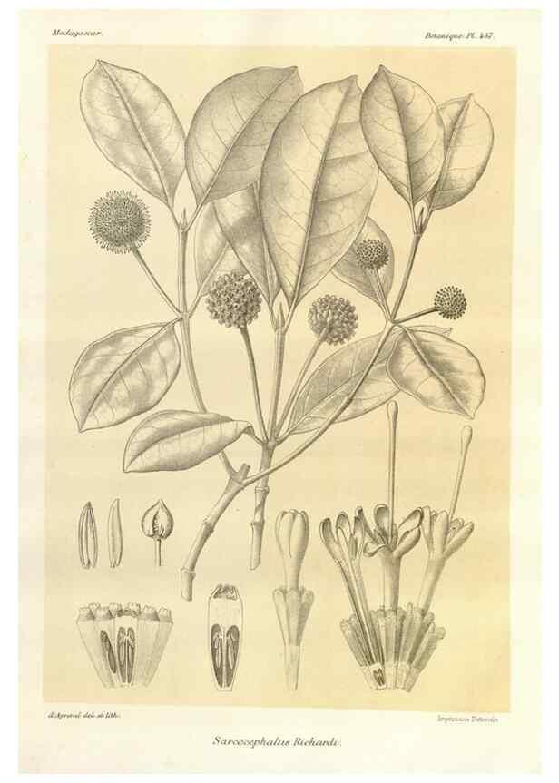 Reproducción/Reproduction 49785578393: Histoire physique, naturelle, et politique de Madagascar. Paris :Impr. nationale,1885-. 
