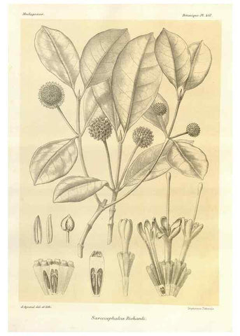 Reproducción/Reproduction 49785578393: Histoire physique, naturelle, et politique de Madagascar. Paris :Impr. nationale,1885-. 