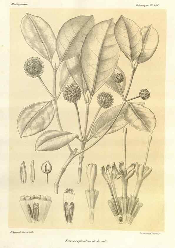 Reproducción/Reproduction 49785578393: Histoire physique, naturelle, et politique de Madagascar. Paris :Impr. nationale,1885-. 