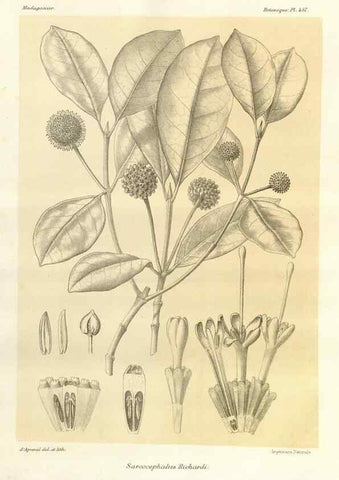 Reproducción/Reproduction 49785578393: Histoire physique, naturelle, et politique de Madagascar. Paris :Impr. nationale,1885-. 
